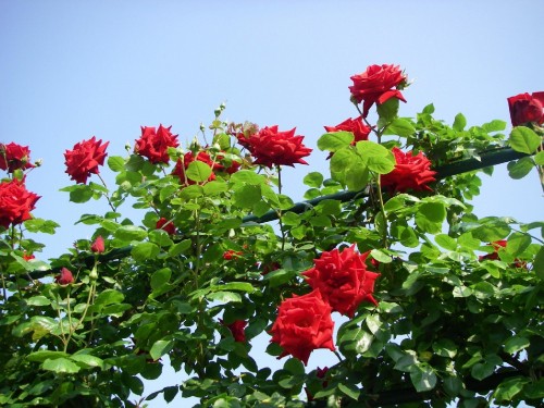 Image red flowers with green leaves