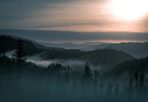 Image green pine trees on mountain during daytime