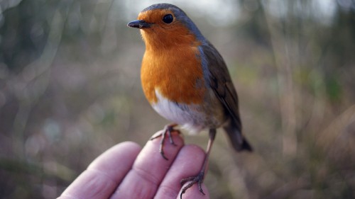 Image brown and white bird on persons hand