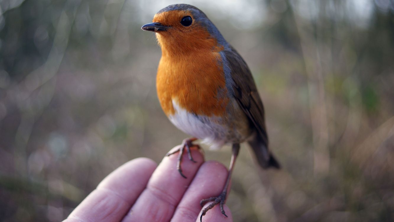 brown and white bird on persons hand