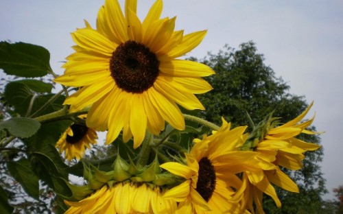 Image sunflower in close up photography