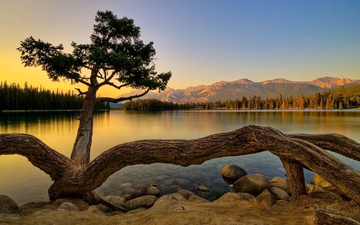 nature, tree, water, reflection, lake