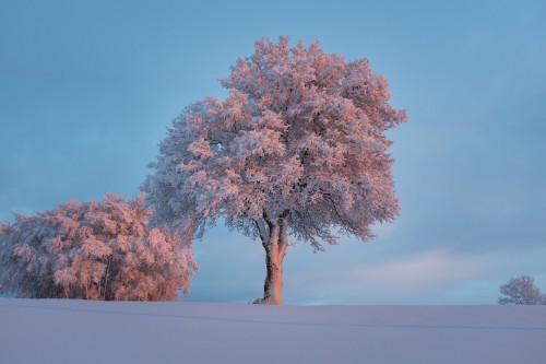 Image blossom, tree, winter, snow, woody plant