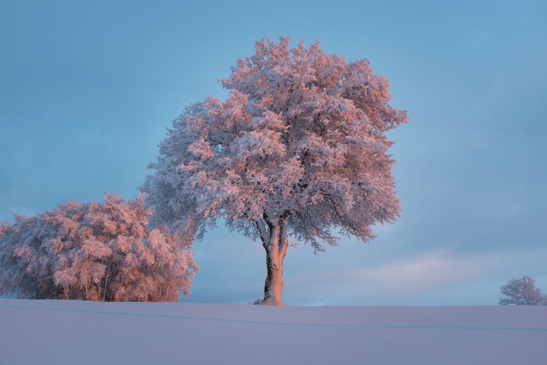 blossom, tree, winter, snow, woody plant