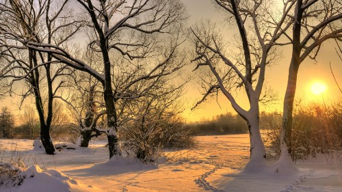 Image leafless tree on snow covered ground during daytime