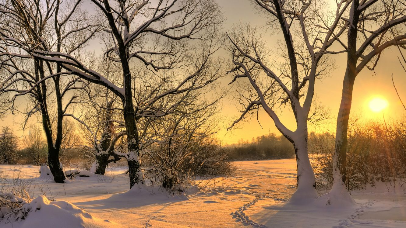 leafless tree on snow covered ground during daytime