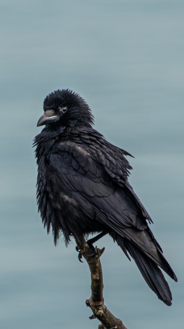 Image bird, wildlife, branch, raven, crow