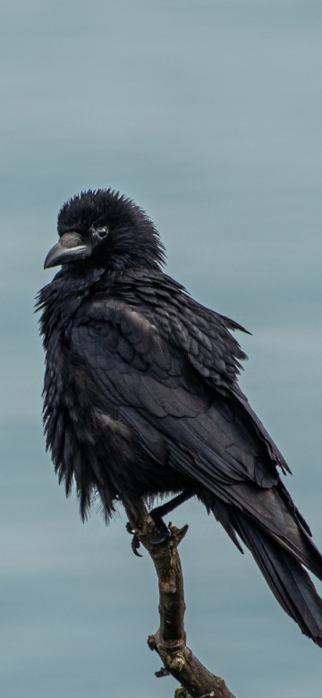 Image bird, wildlife, branch, raven, crow