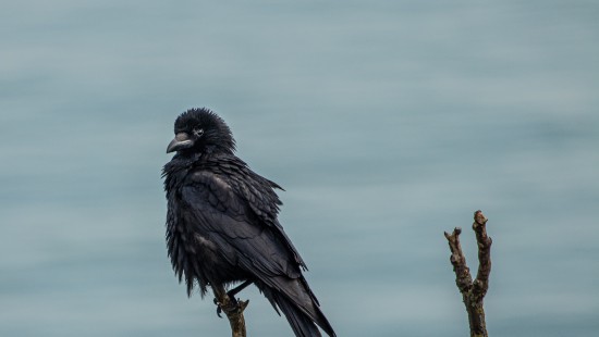 Image bird, wildlife, branch, raven, crow