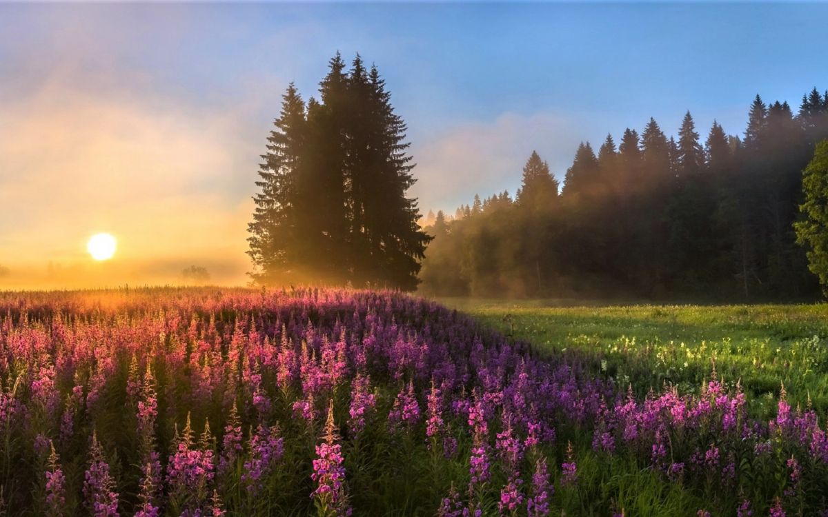 Champ de Fleurs Violettes au Coucher du Soleil. Wallpaper in 2560x1600 Resolution