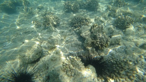 Image underwater, sea urchins, marine biology, ecosystem, water