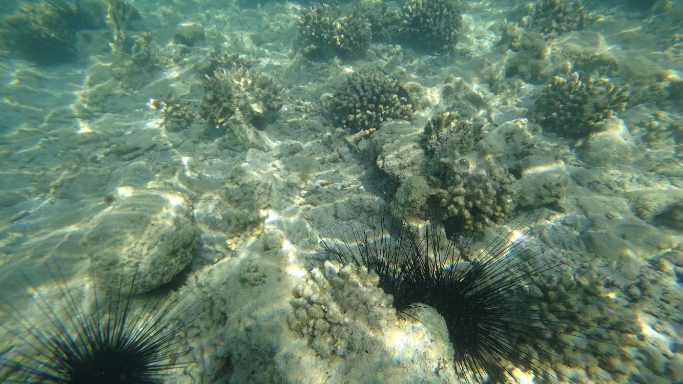 underwater, sea urchins, marine biology, ecosystem, water