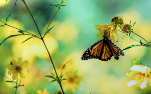 Image monarch butterfly perched on yellow flower in close up photography during daytime