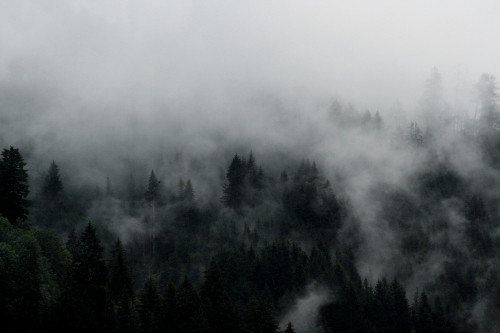 Image green trees covered by fog