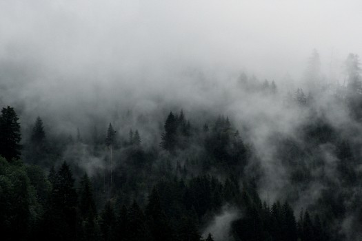 Wallpaper Green Trees Covered by Fog, Background - Download Free Image