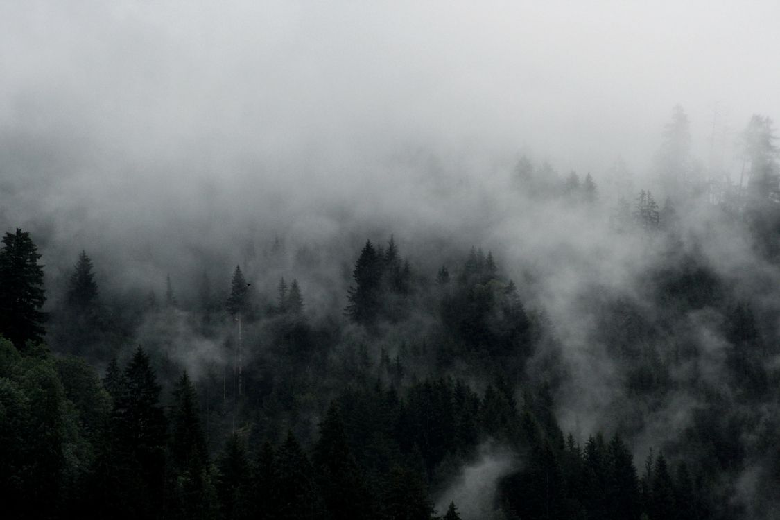 green trees covered by fog