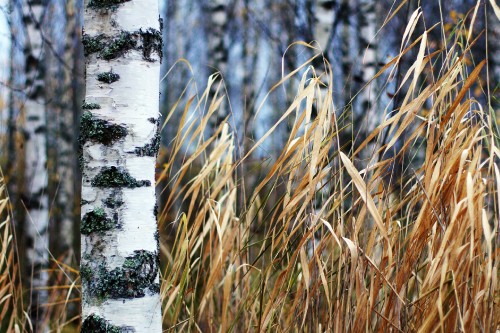 Image brown grass on white snow covered ground