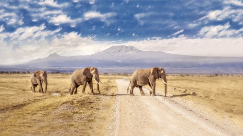 Image two brown elephants on brown sand under blue sky and white clouds during daytime