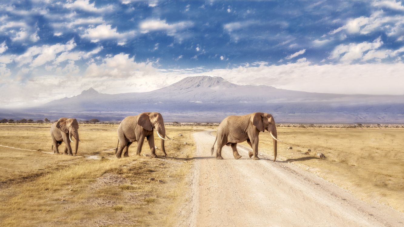 two brown elephants on brown sand under blue sky and white clouds during daytime