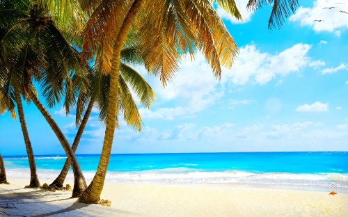 Image palm tree on beach shore during daytime