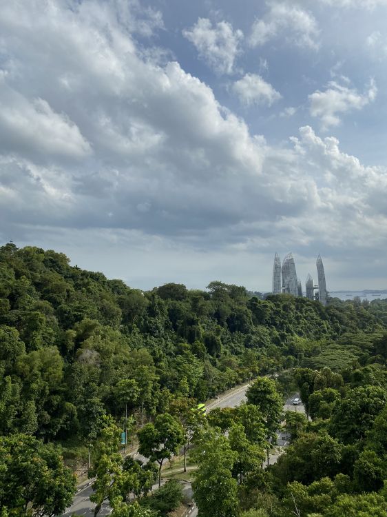 Végétation, Mount Scenery, Biome, Les Landes, Nature. Wallpaper in 1536x2048 Resolution