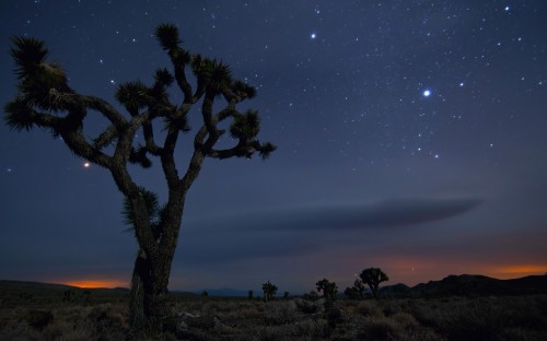 Image green tree under starry night