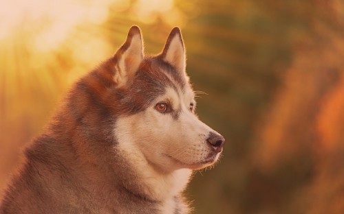 Image brown and white siberian husky