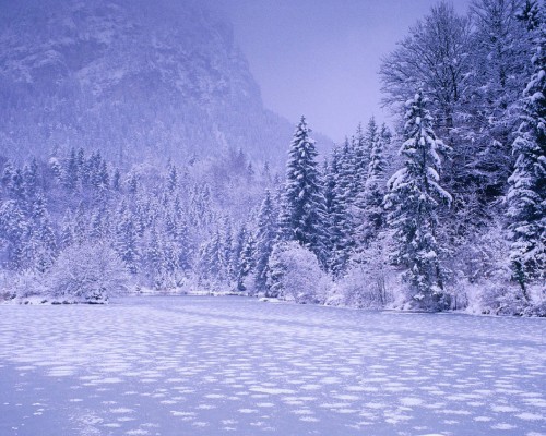 Image green pine trees on snow covered ground