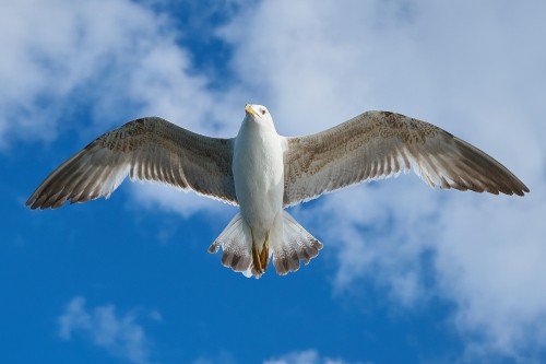 Image white gull flying under blue sky during daytime