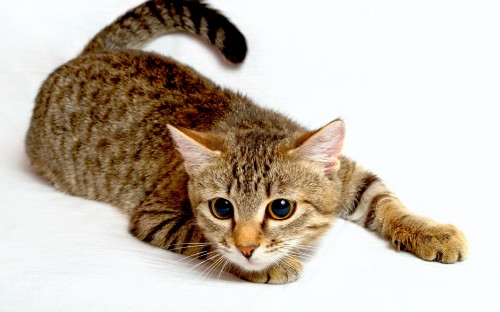 Image brown tabby cat on white textile