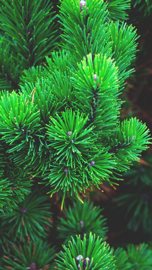 Image green pine tree in close up photography