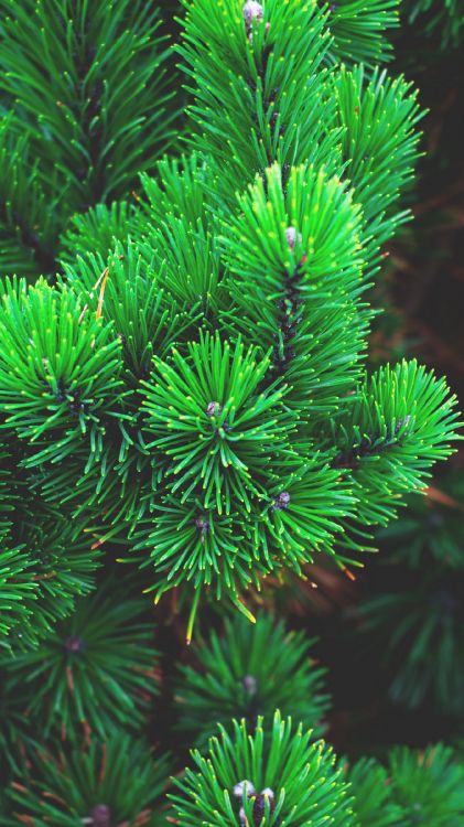 green pine tree in close up photography