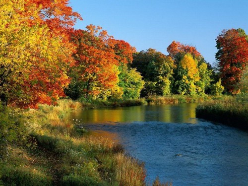 Image red and yellow leaf trees beside river during daytime