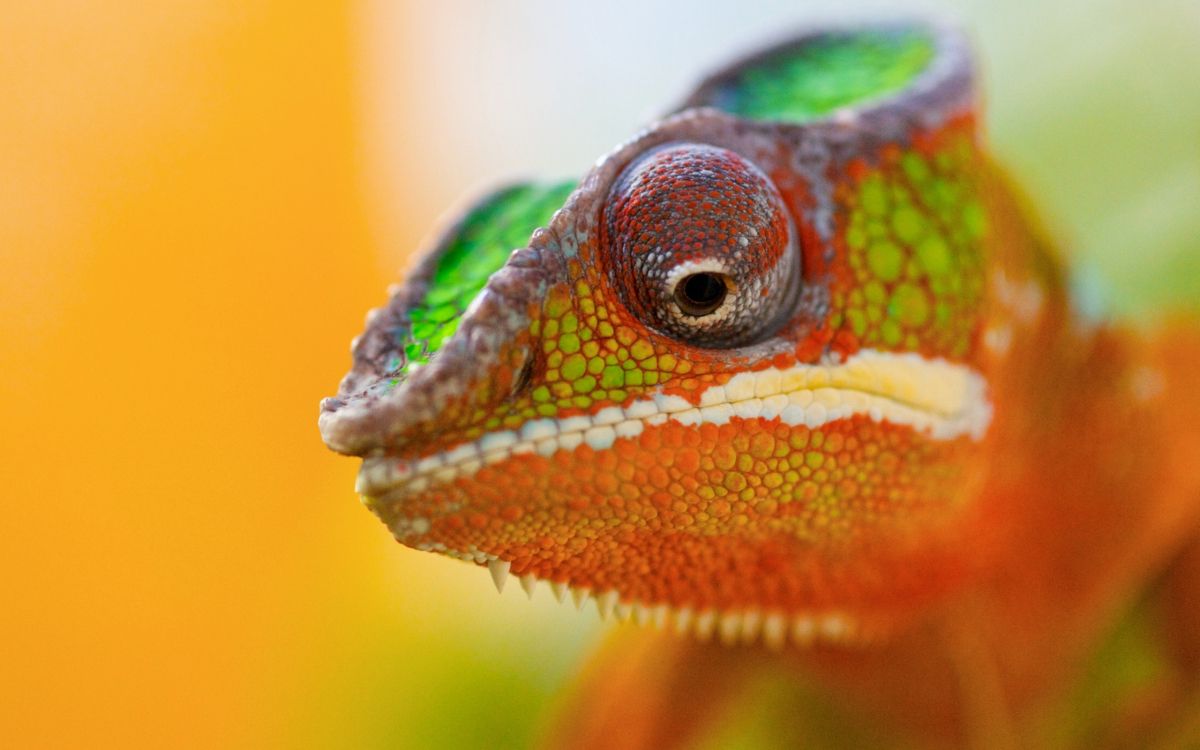 Caméléon Vert et Orange Sur Une Branche D'arbre Brune. Wallpaper in 2560x1600 Resolution