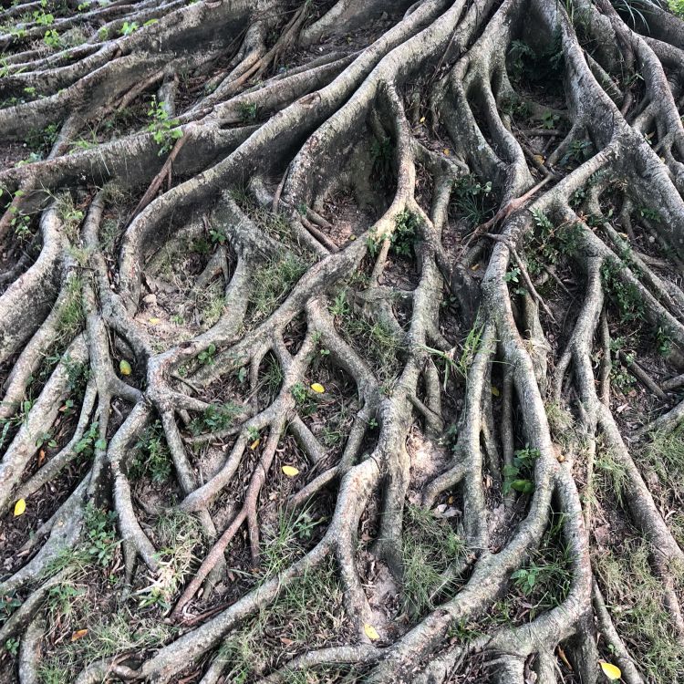 Root, Den Alten Wald, Botanik, Terrestrische Pflanzen, Pflanzen-Stammzellen. Wallpaper in 1772x1772 Resolution