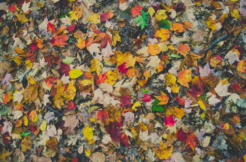 Image yellow and red maple leaves on ground