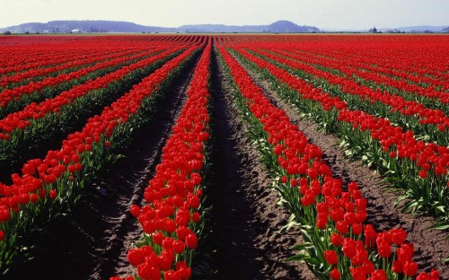 Image red tulips field during daytime