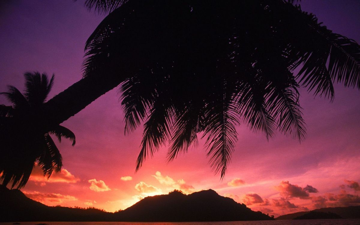 Silhouette de Cocotier au Coucher du Soleil. Wallpaper in 2560x1600 Resolution