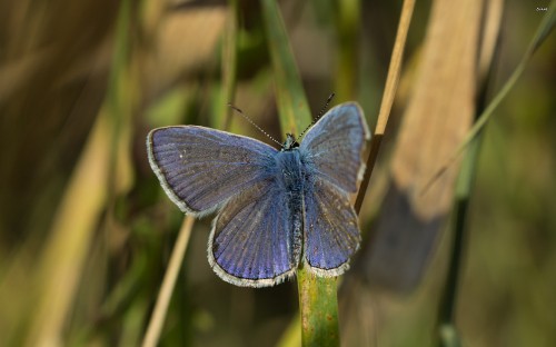 Image blue and black butterfly on green stem