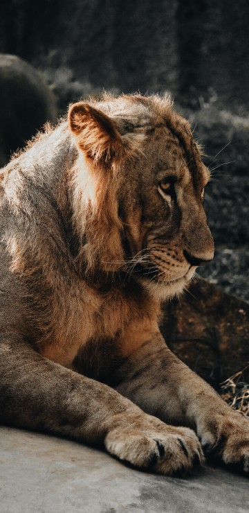 Image brown lion lying on ground