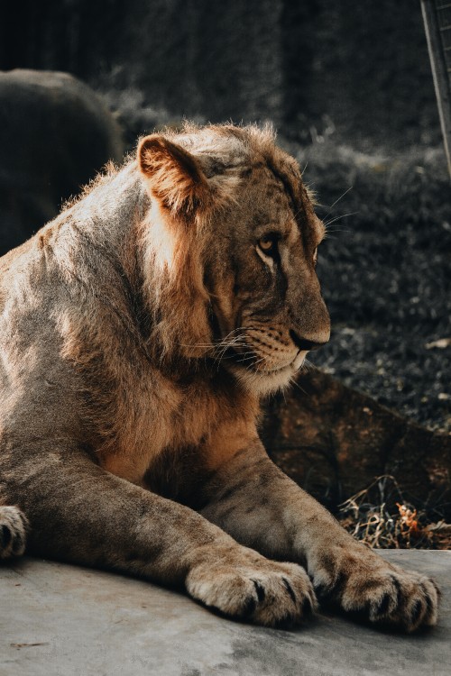 Image brown lion lying on ground