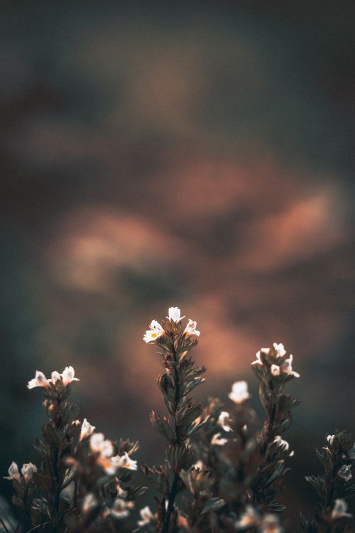 white flowers in tilt shift lens