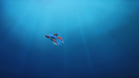 Image red and white bird in body of water