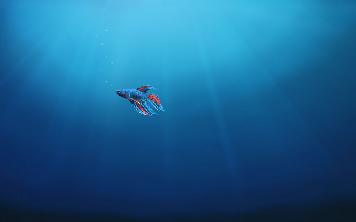 水下, 水下潜水, 大海, 海洋生物学, 剪贴画的 壁纸 2880x1800 允许