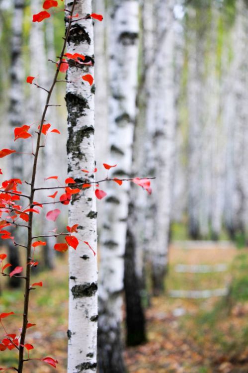 Feuilles Rouges Sur Tronc D'arbre Blanc. Wallpaper in 1066x1600 Resolution