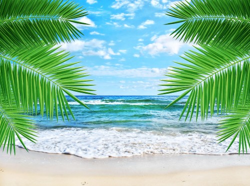 Image green palm tree on beach during daytime