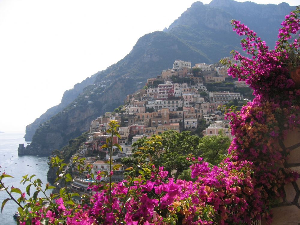 pink flowers on mountain near body of water during daytime