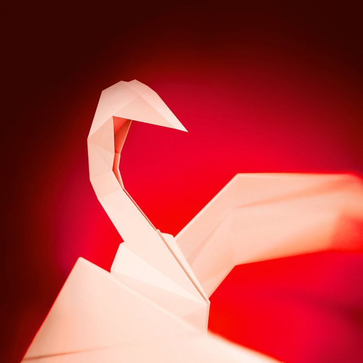 Pez Vela, Por lo Cual, Artes Creativas, Arte, Gráficos. Wallpaper in 2048x2048 Resolution