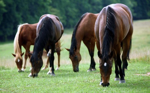 Image brown horse eating grass on green grass field during daytime