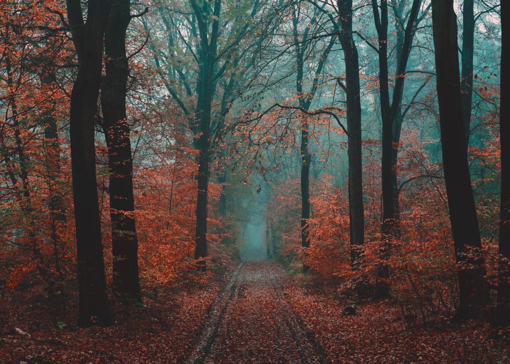 Baum, Wald, Natur, Naturlandschaft, Natürlichen Umgebung. Wallpaper in 7426x5304 Resolution